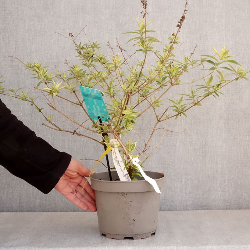 Buddleia Magda's Gold Knight - Butterfly Bush 3L/4L pot sample as delivered in spring