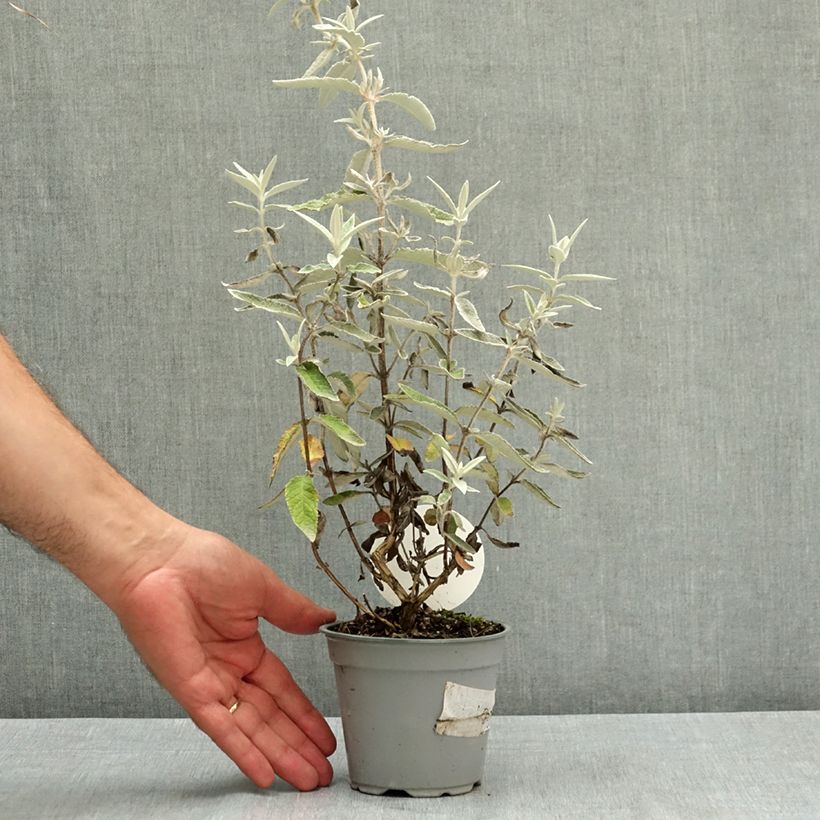 Buddleja Silver Anniversary - Butterfly Bush 12cm pot sample as delivered in summer