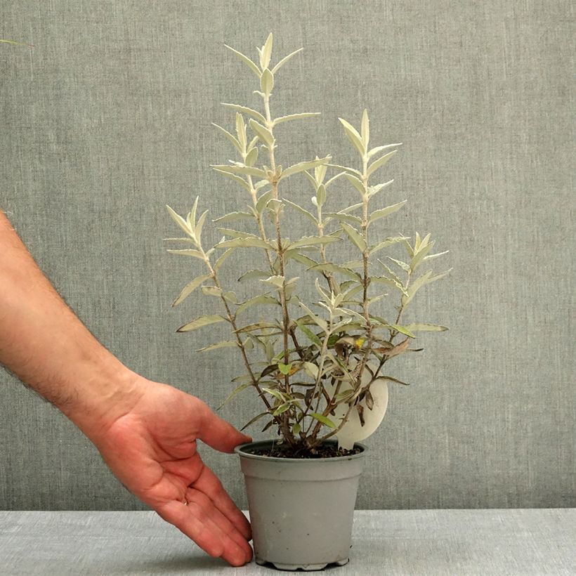 Buddleja Silver Anniversary - Butterfly Bush 12cm pot sample as delivered in spring