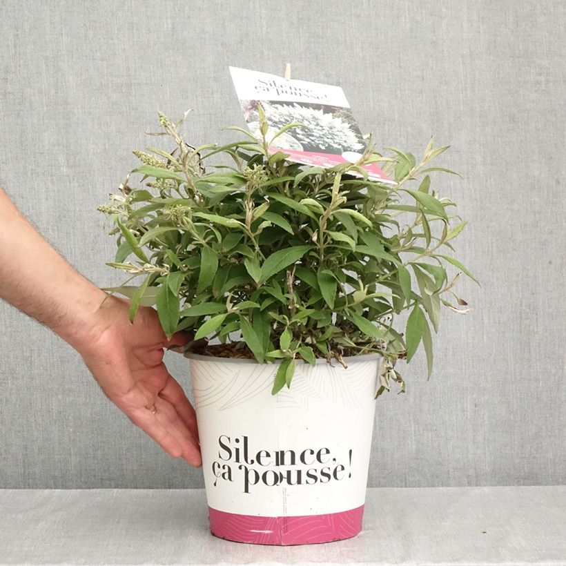 Buddleja davidii Tiny Buddy White - Butterfly bush 4L/5L pot sample as delivered in autumn