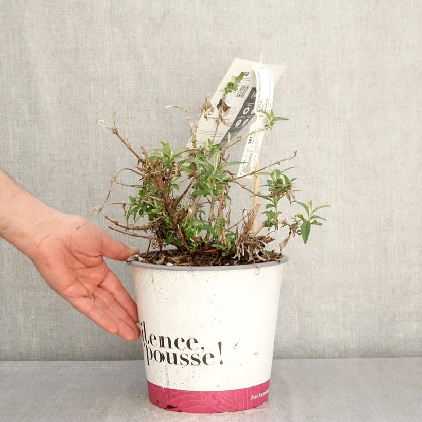 Buddleja davidii Tiny Buddy White - Butterfly bush 4L/5L pot sample as delivered in spring