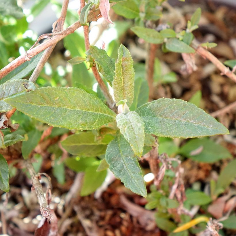 Buddleja davidii Tiny Buddy White - Butterfly bush (Foliage)