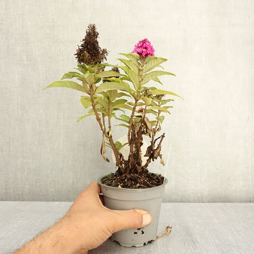 Buddleja x davidii Butterfly Candy® Little Cerise - Butterfly Bush 12cm pot sample as delivered in summer