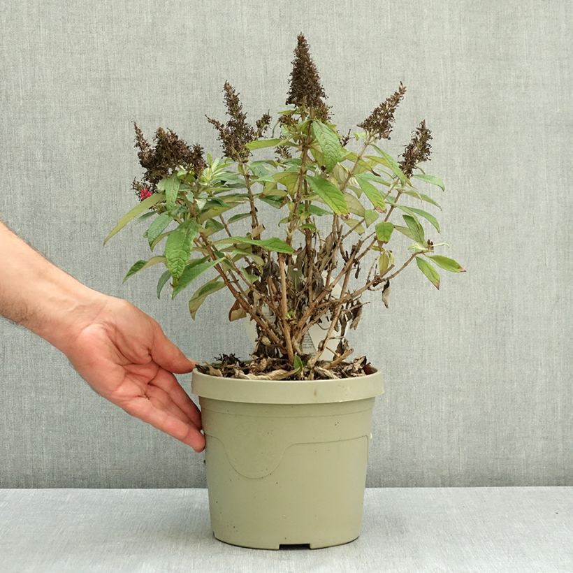 Buddleja x davidii Butterfly Candy® Little Cerise - Butterfly Bush 3L/4L pot sample as delivered in summer