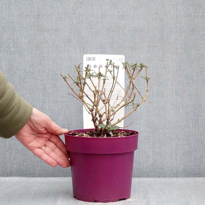 Buddleja x davidii Butterfly Candy® Little Cerise - Butterfly Bush 3L/4L pot sample as delivered in winter