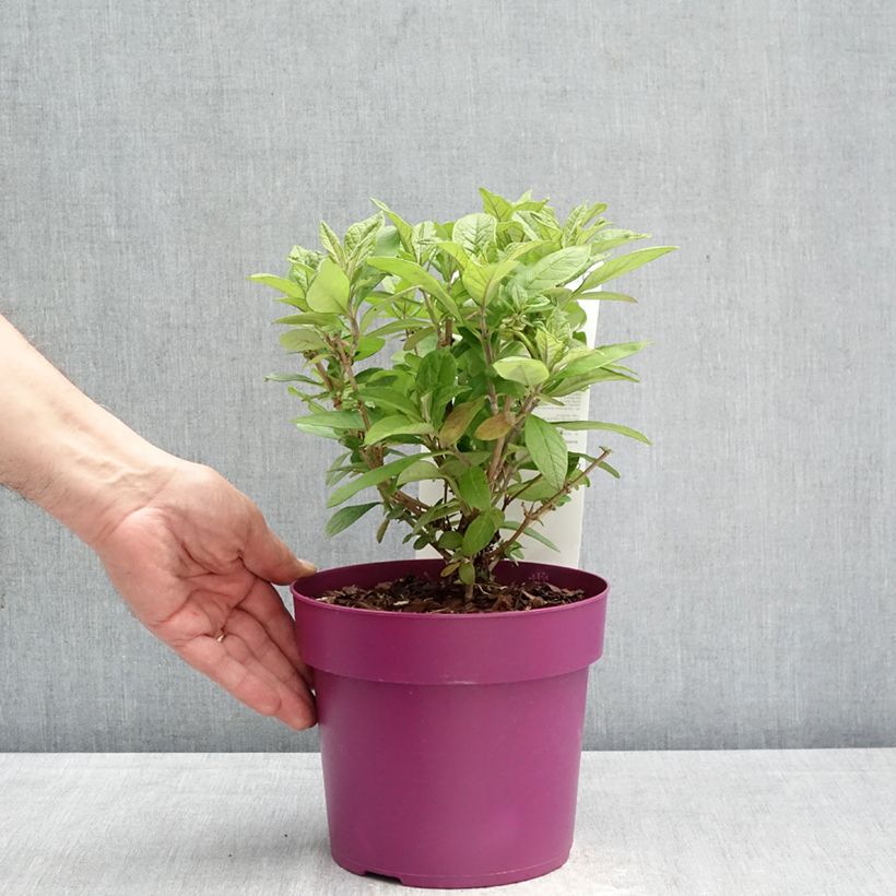 Buddleja x davidii Butterfly Candy® Little Cerise - Butterfly Bush 3L/4L pot sample as delivered in spring