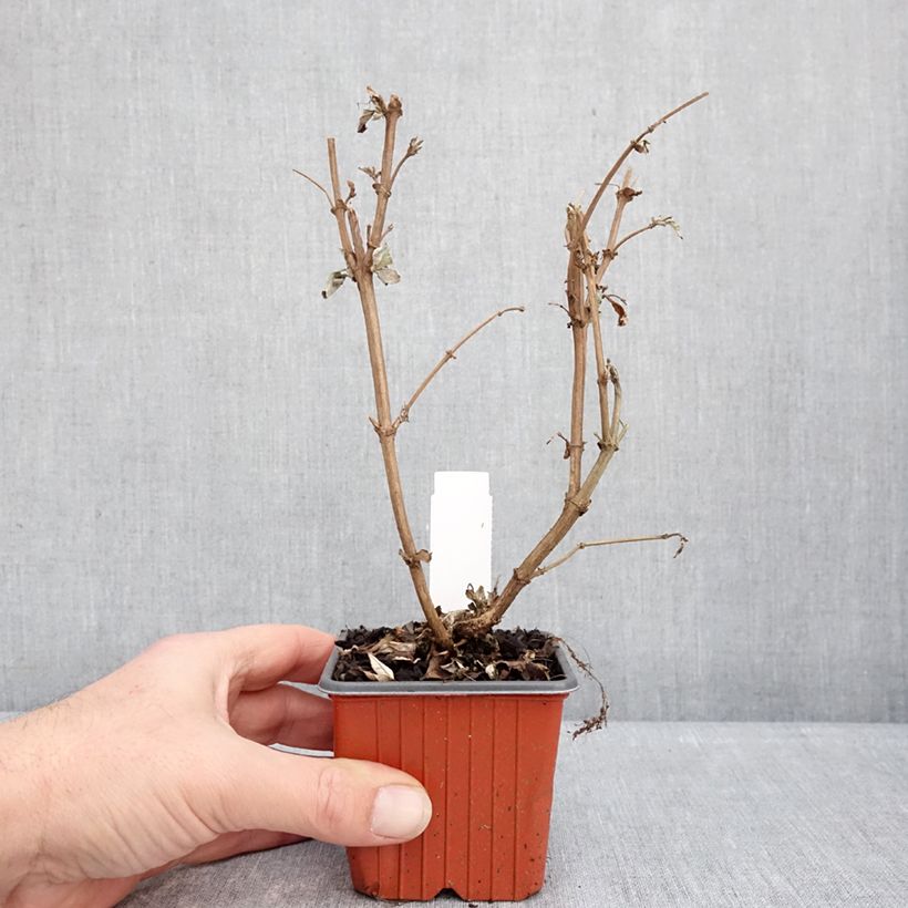 Buddleja davidii Butterfly Candy Lila Sweetheart - Butterfly Bush 8/9 cm pot sample as delivered in winter