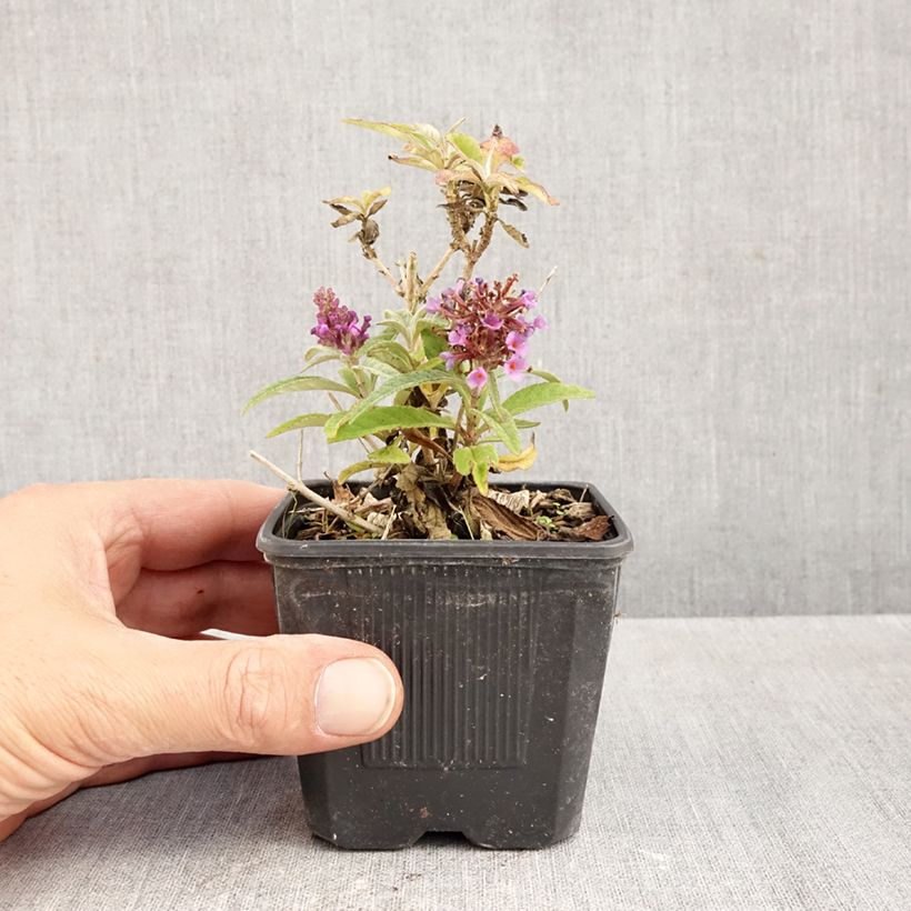 Buddleja davidii Butterfly Candy Little Lila - Butterfly Bush 8/9 cm pot sample as delivered in autumn