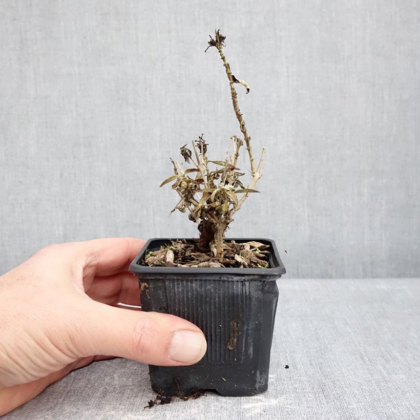 Buddleja davidii Butterfly Candy Little Lila - Butterfly Bush 8/9 cm pot sample as delivered in winter