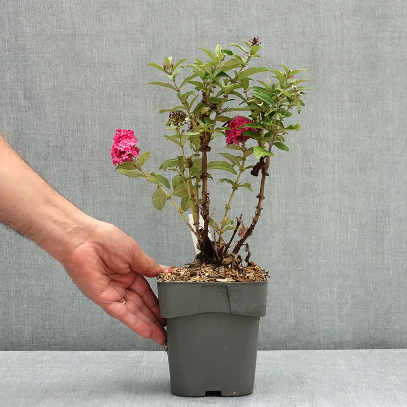 Buddleja davidii Butterfly Candy Little Ruby - Butterfly Bush 2L/3L pot sample as delivered in summer