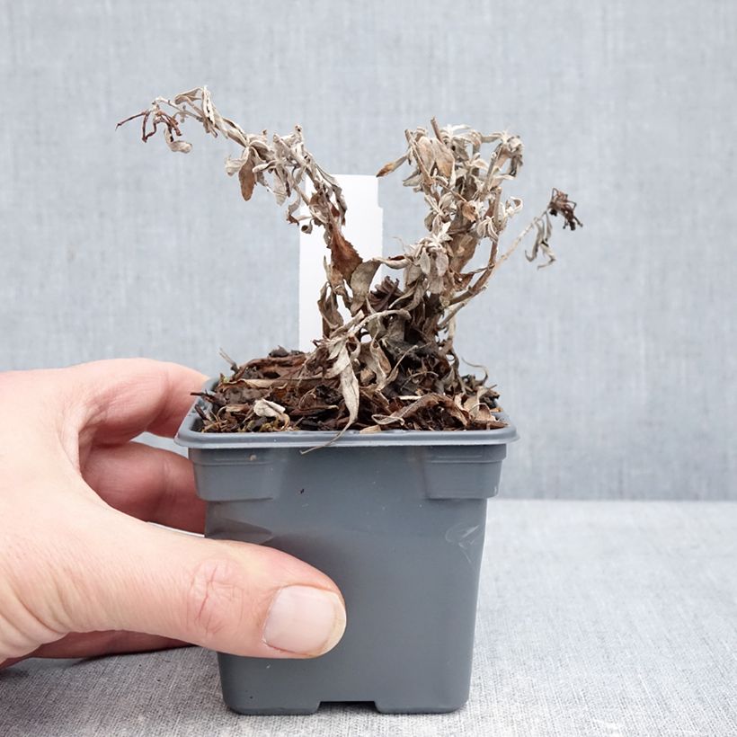 Buddleja davidii Butterfly Candy Little White - Butterfly Bush 8/9 cm pot sample as delivered in winter