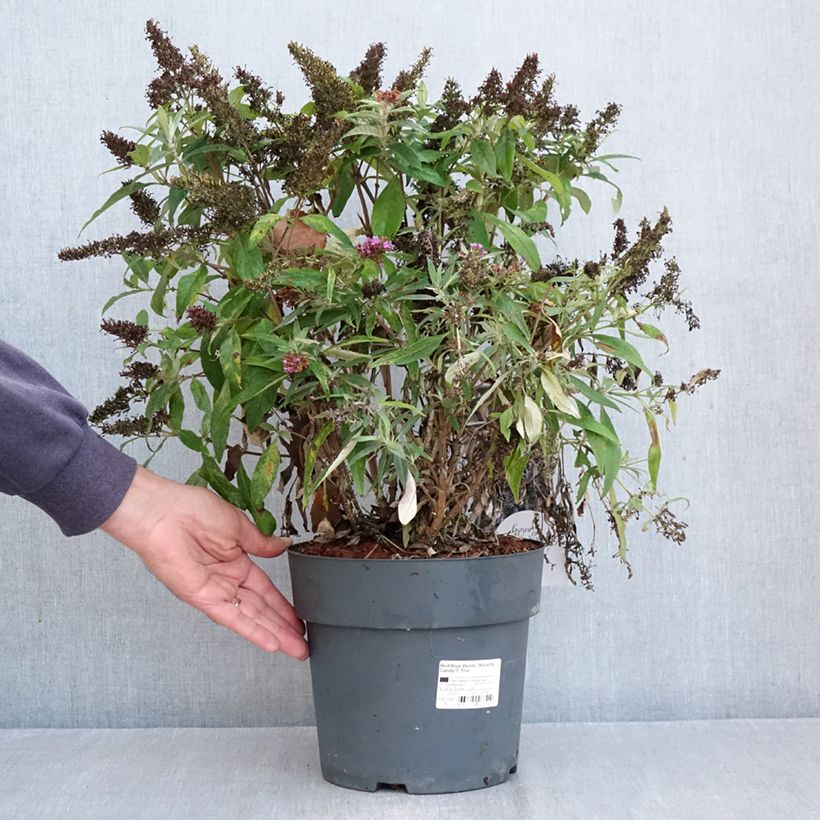 Buddleja davidii Butterfly Candy Little Purple, Little Pink, Little Lila - Butterfly Bush 4L/5L pot sample as delivered in autumn