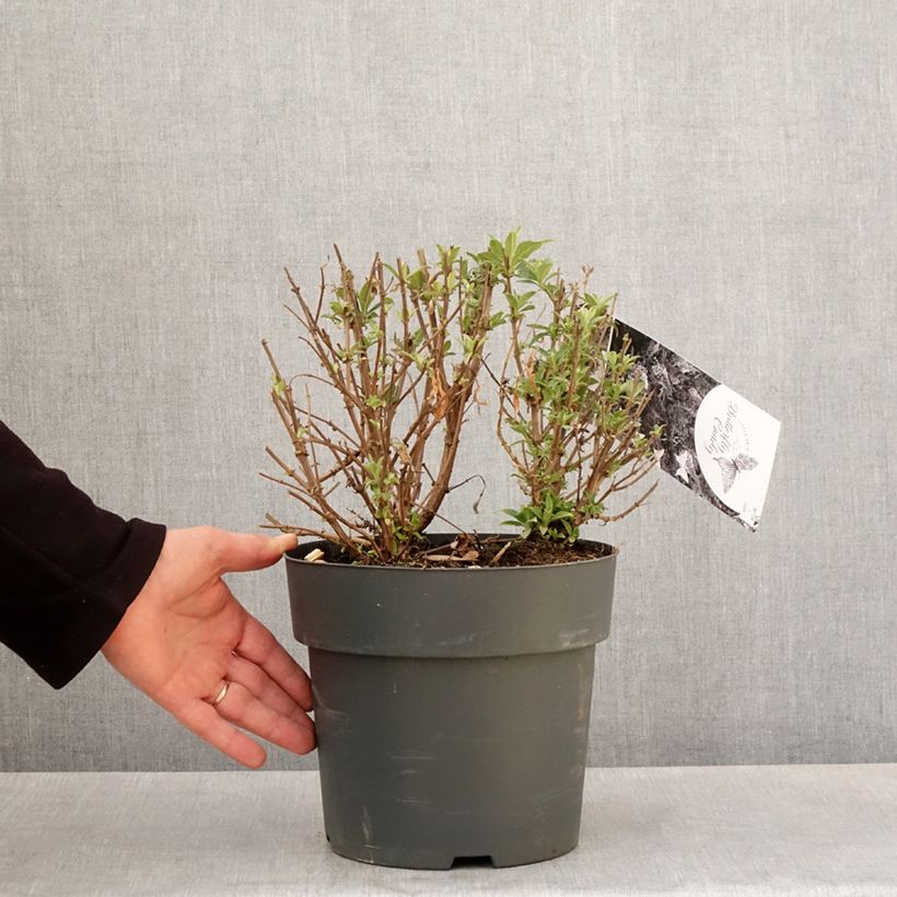 Buddleja davidii Butterfly Candy Little Purple, Little Pink, Little Lila - Butterfly Bush 4L/5L pot sample as delivered in spring