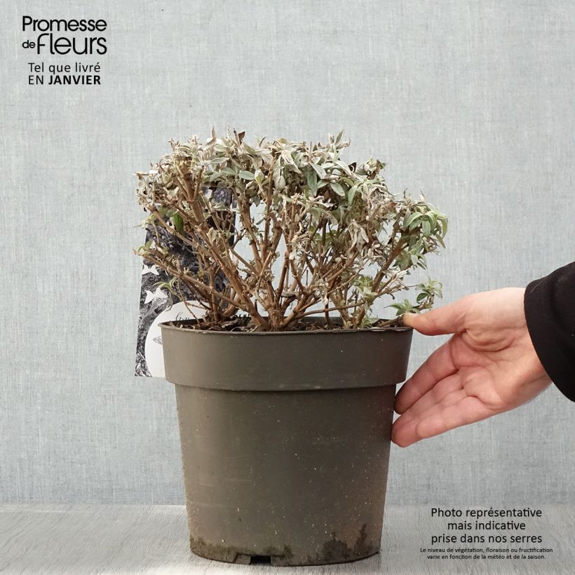 Buddleja davidii Butterfly Candy Little Sweetheart, Little White, Little Ruby - Butterfly Bush 4L/5L pot sample as delivered in winter