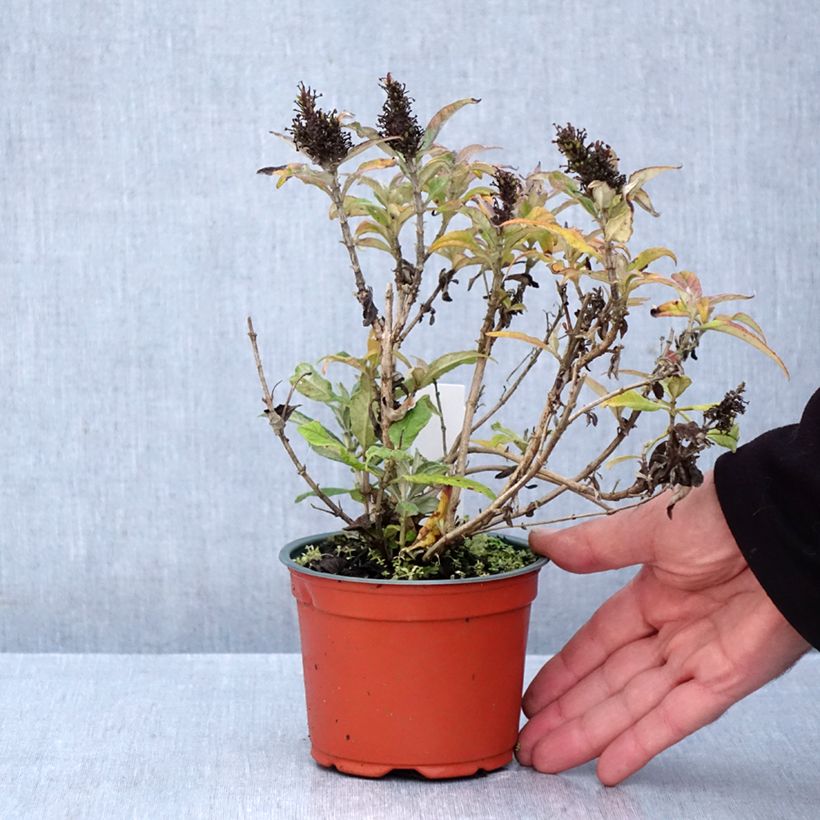 Buddleja davidii Butterfly Candy Little Purple - Butterfly Bush 8/9 cm pot sample as delivered in autumn