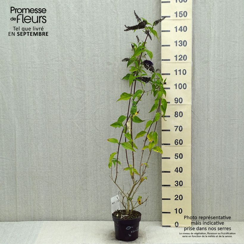 Buddleja davidii Groovy Grape - Butterfly Bush 3L/4L pot sample as delivered in summer