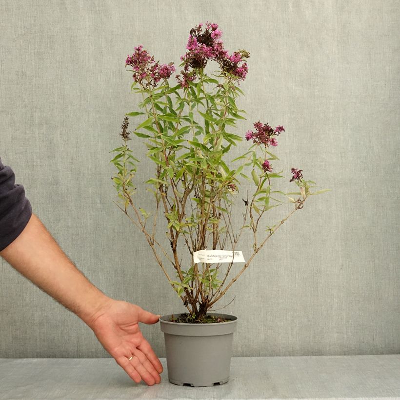 Buddleja davidii Octopus Magenta - Butterfly bush 3L/4L pot sample as delivered in summer
