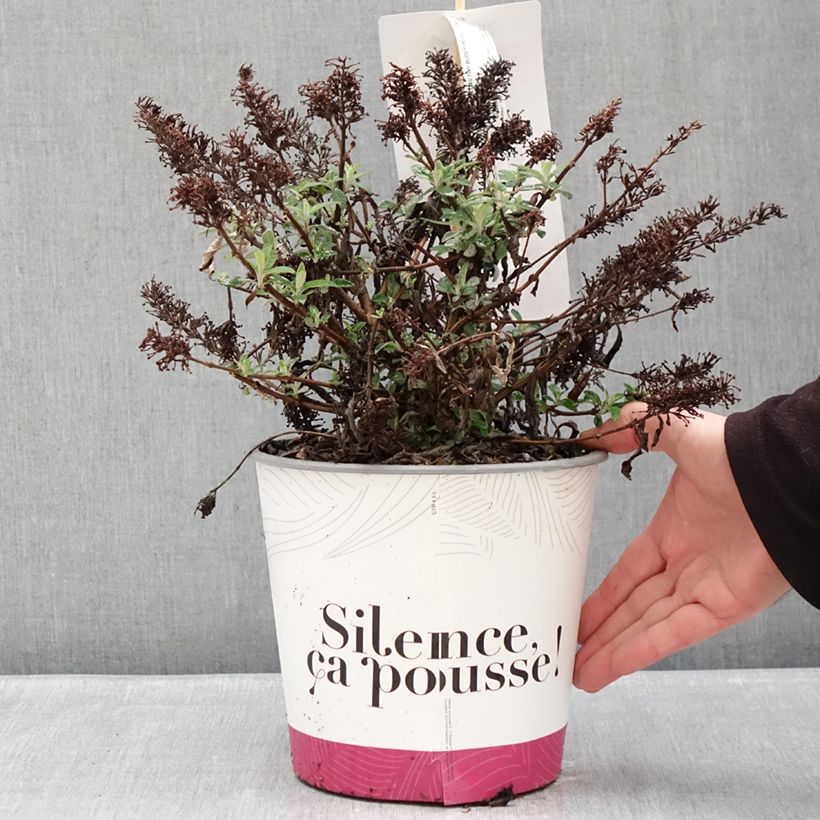 Buddleja davidii Tiny Buddy Hot Pink - Butterfly bush 4L/5L pot sample as delivered in winter