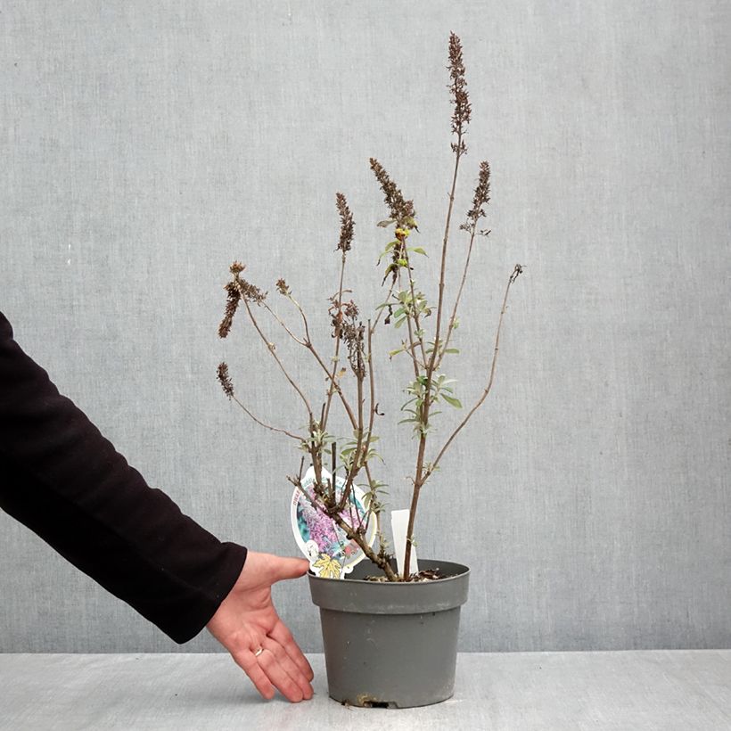 Buddleja davidii Peacock Peakeep - Butterfly Bush 3L/4L pot sample as delivered in autumn