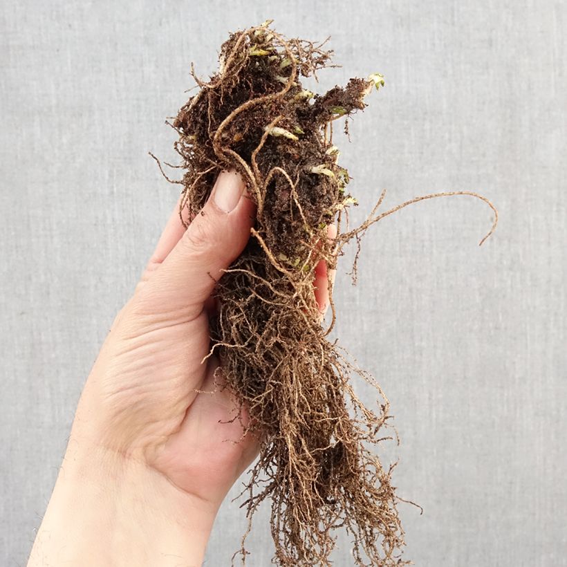 Ajuga reptans Atropurpurea Bare root sample as delivered in winter