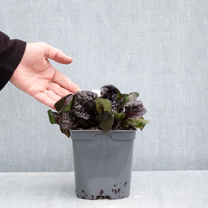 Ajuga reptans Black Scallop 2L/3L pot sample as delivered in autumn