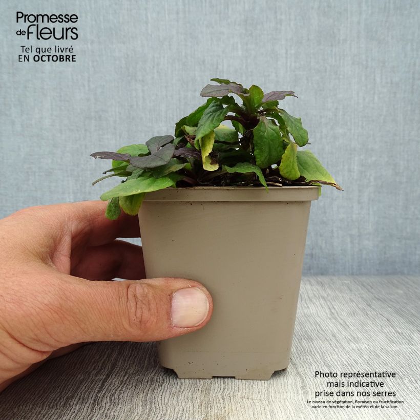 Ajuga reptans Braunherz 8/9 cm pot sample as delivered in autumn