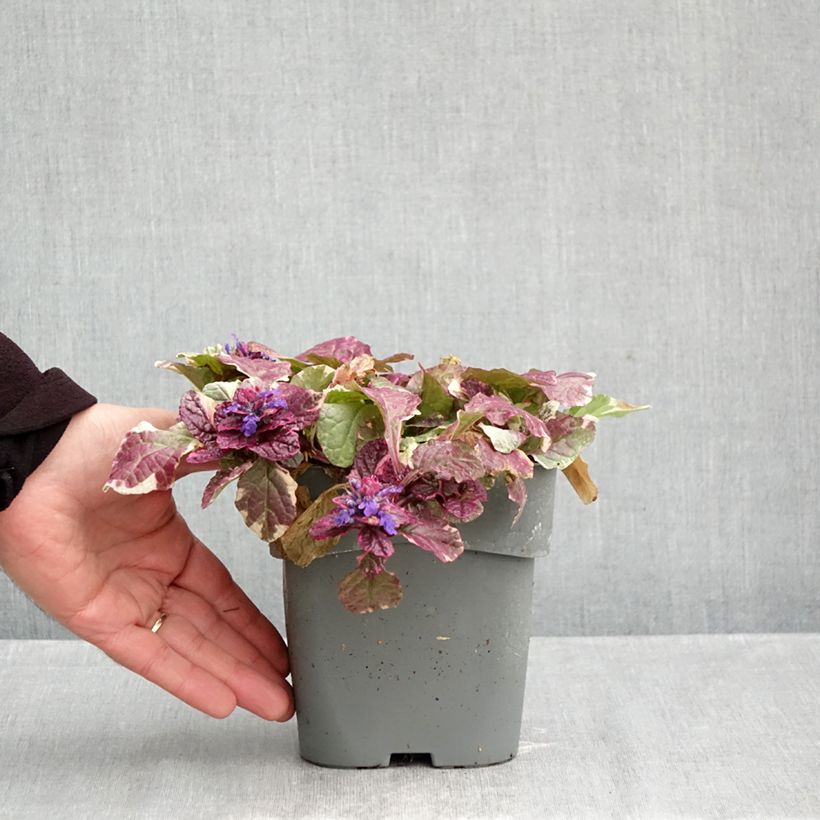 Ajuga reptans Burgundy Glow 2L/3L pot sample as delivered in autumn
