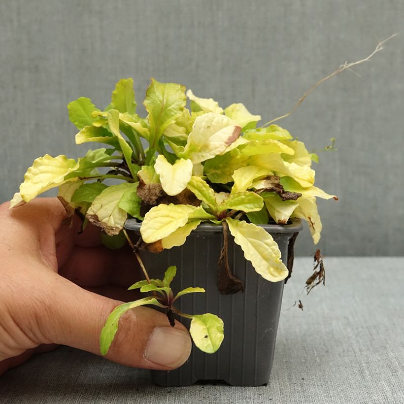 Bugle rampante - Ajuga reptans Gold Chang Godet de 8/9 cm sample as delivered in summer