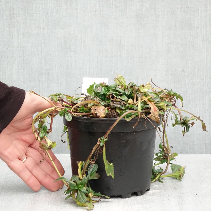 Ajuga reptans 2L/3L pot sample as delivered in autumn