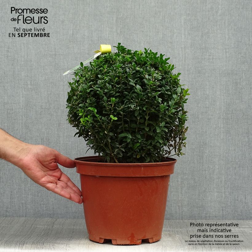 Buxus sempervirens - Boxwood 7.5L/10L pot sample as delivered in autumn