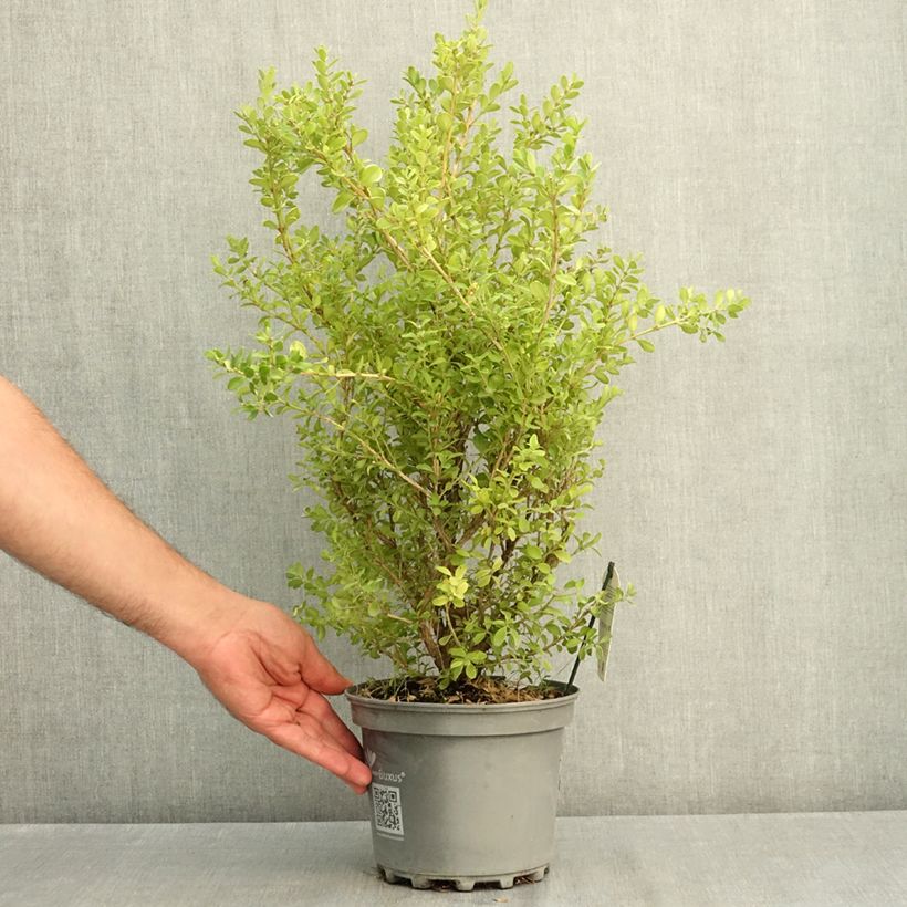 Buxus Babylon Beauty - Boxwood 3L/4L pot sample as delivered in summer