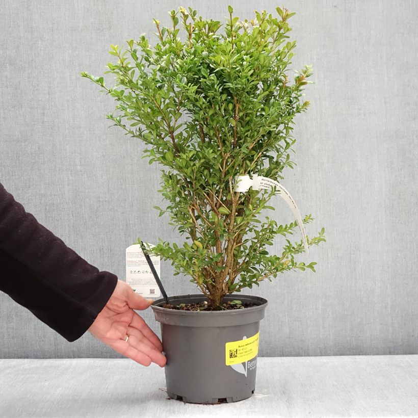 Buxus heritage - Box hybrid 3L/4L pot sample as delivered in winter