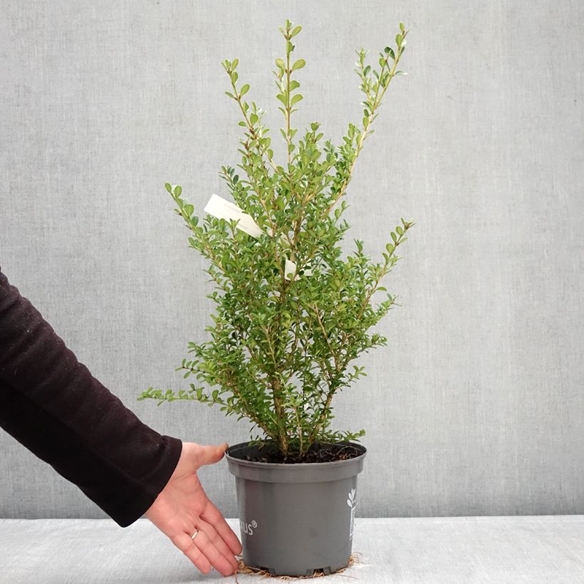 Buxus Renaissance - Box hybrid  3L/4L pot sample as delivered in winter
