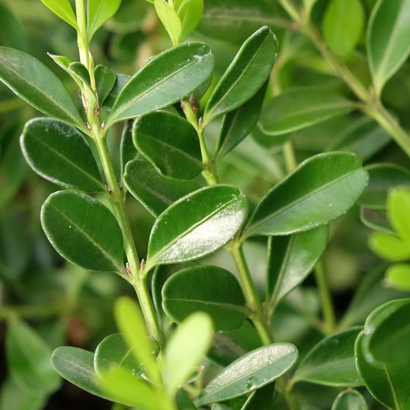 Buxus Skylight - Boxwood (Foliage)