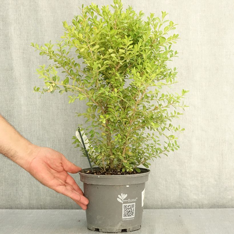 Buxus Skylight - Boxwood 3L/4L pot sample as delivered in summer