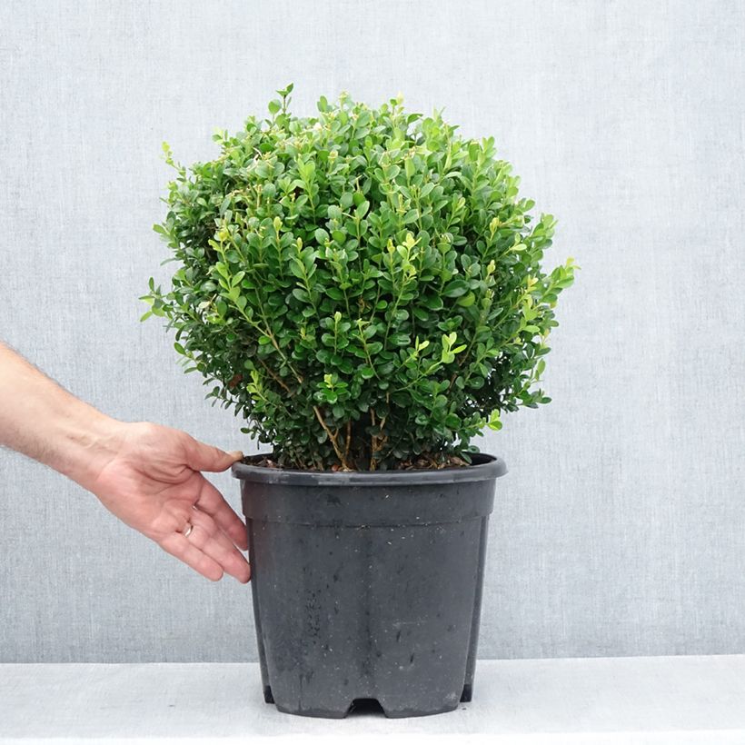 Buxus microphylla Faulkner - Boxwood 7.5L/10L pot, Mehrstämmiges Gehölz sample as delivered in summer