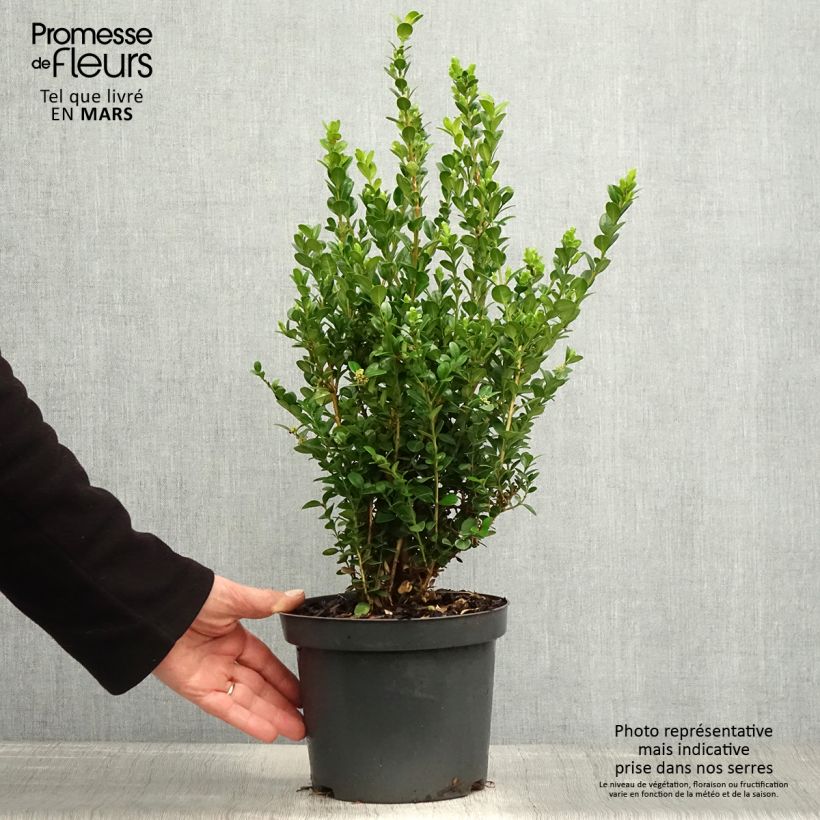 Buxus microphylla Faulkner - Boxwood 2L/3L pot sample as delivered in spring
