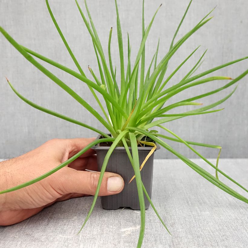 Bulbine frutescens Avera Sunset Orange - Cape Balsam 8/9 cm pot sample as delivered in autumn