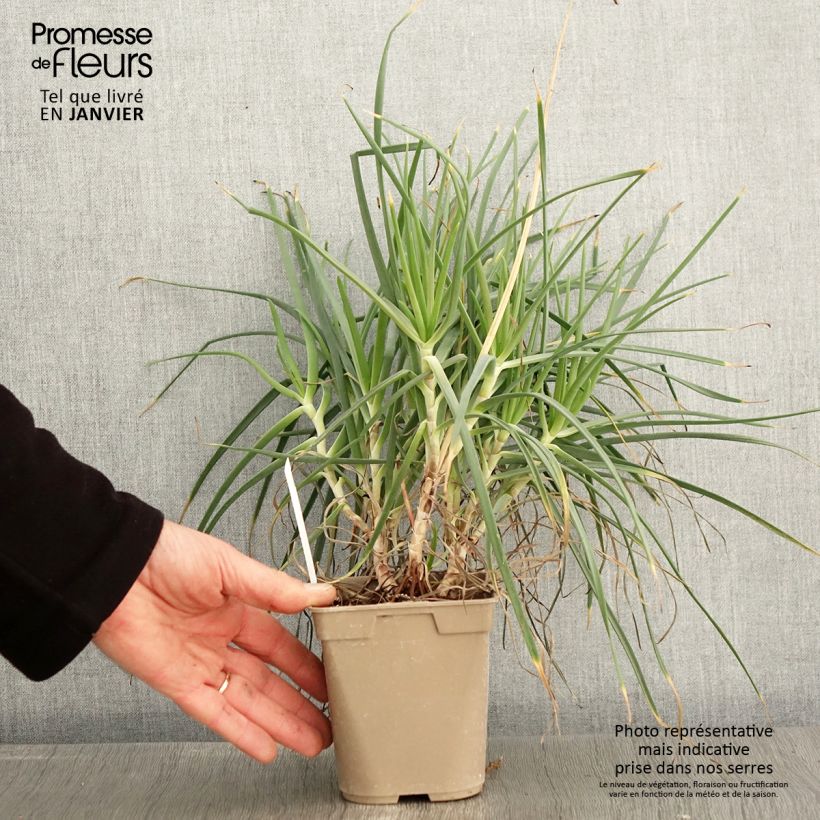 Bulbine frutescens 1L/1.5L pot sample as delivered in winter