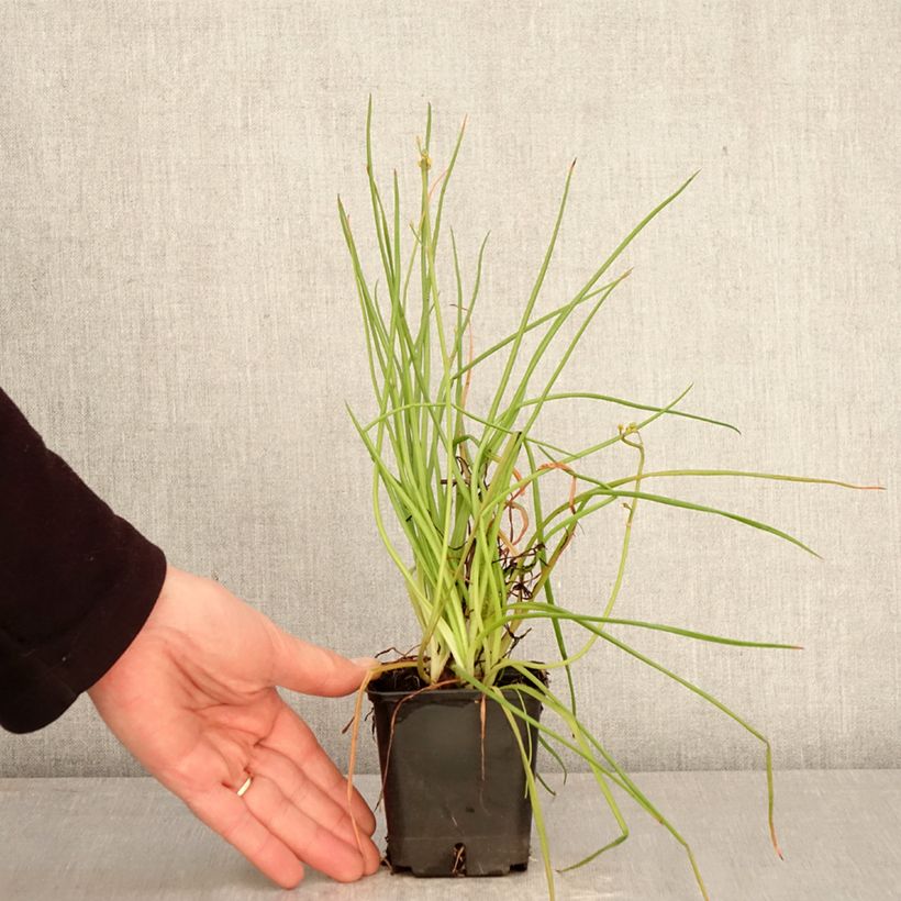 Bulbine frutescens Hallmarck 8/9 cm pot sample as delivered in spring