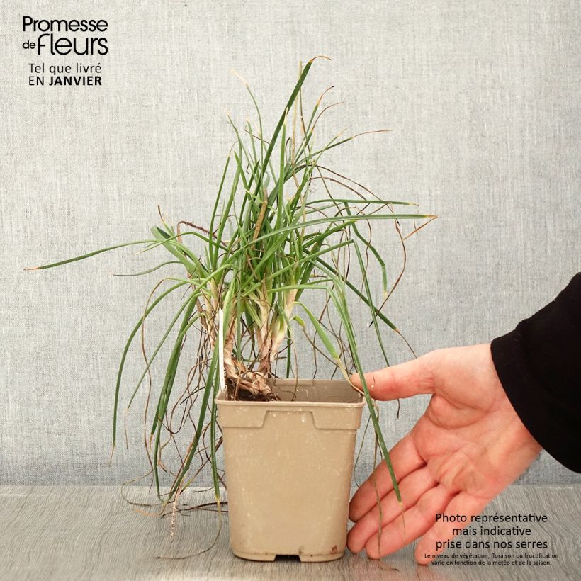 Bulbine frutescens Hallmarck 1L/1.5L pot sample as delivered in winter