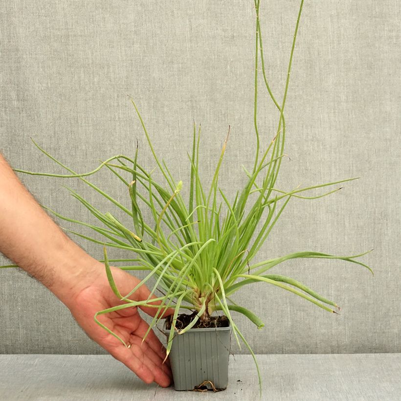 Bulbine frutescens Medicus 8/9 cm pot sample as delivered in summer