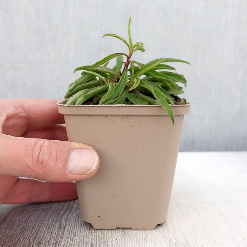 Buphthalmum salicifolium Alpen Gold 8/9 cm pot sample as delivered in spring