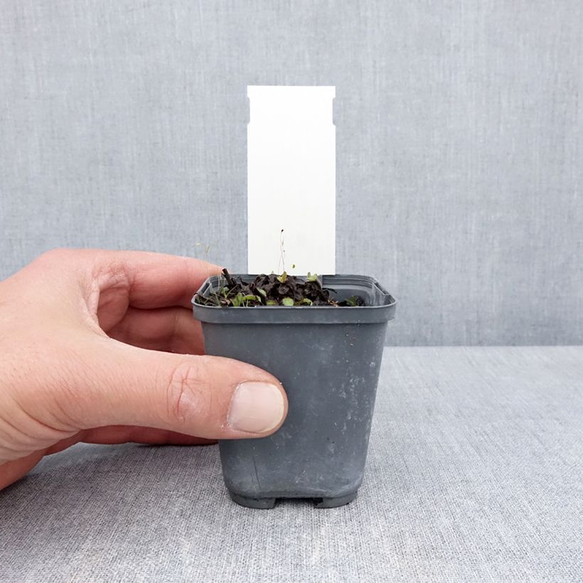 Buphthalmum salicifolium Dora 8/9 cm pot sample as delivered in spring