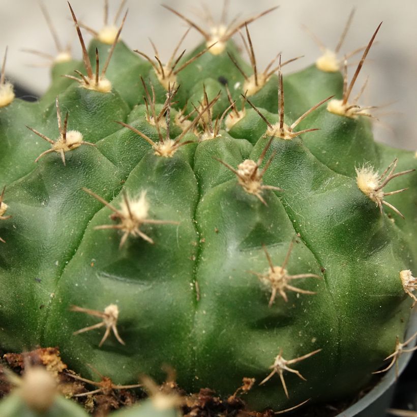 Gymnocalycium baldianum - Dwarf chin cactus (Foliage)