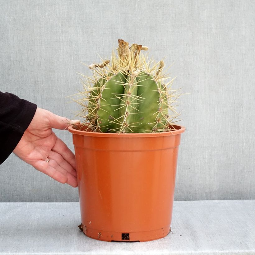 Astrophytum ornatum - Bishop's cap 4L/5L pot sample as delivered in autumn