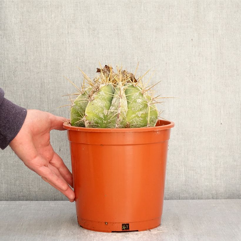 Astrophytum ornatum - Bishop's cap 4L/5L pot sample as delivered in spring