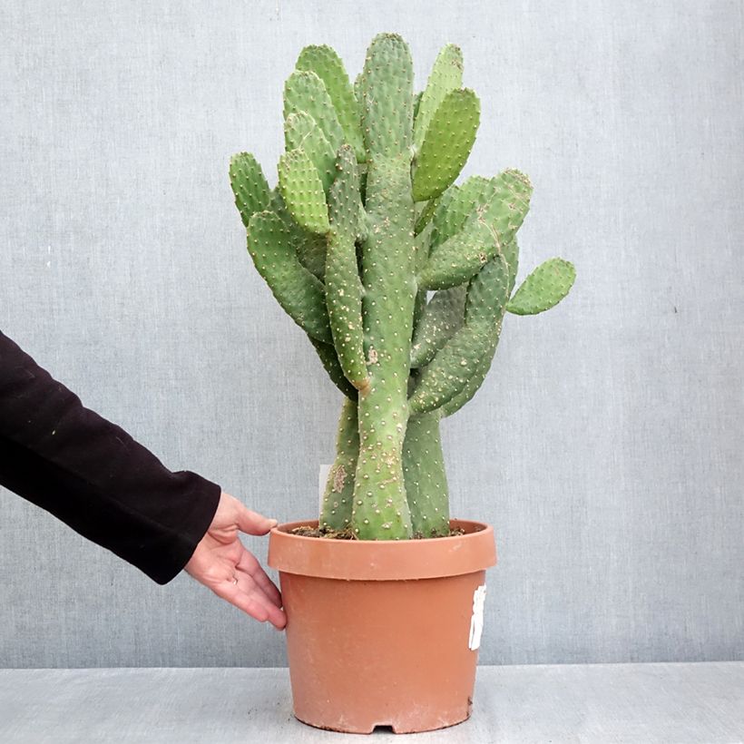 Road kill cactus - Consolea rubescens 7.5L/10L pot sample as delivered in autumn