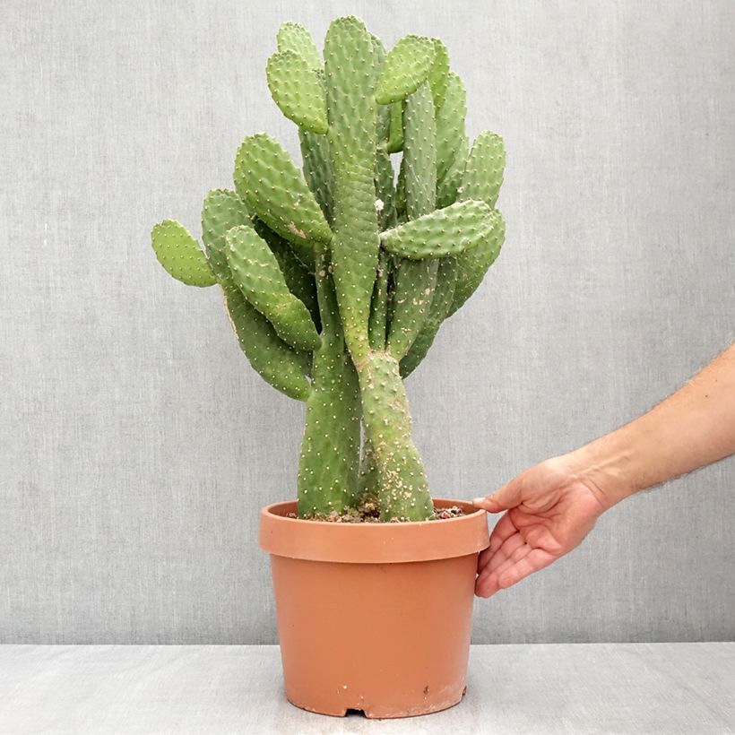 Road kill cactus - Consolea rubescens 7.5L/10L pot sample as delivered in summer