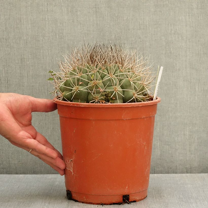 Gymnocalycium saglionis - Giant chin cactus 4L/5L pot sample as delivered in summer